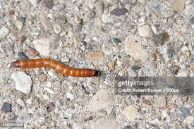 Attēlu rezultāti vaicājumam “Elateridae larva”