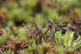 Attēlu rezultāti vaicājumam “Cetraria aculeata”