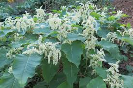 Attēlu rezultāti vaicājumam “Reynoutria sachalinensis”