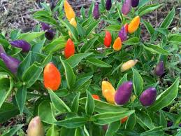 Afbeeldingsresultaat voor numex chimayo hot pepper