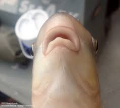 Image result for Carpiodes velifer