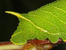 Attēlu rezultāti vaicājumam “Laothoe populi larva”