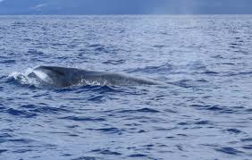 Image result for Balaenoptera borealis