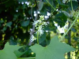 Attēlu rezultāti vaicājumam “Echinocystis lobata flower”