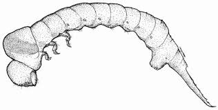 Attēlu rezultāti vaicājumam “Hylecoetus dermestoides”