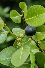 Attēlu rezultāti vaicājumam “Chaerophyllum aromaticum fruit”