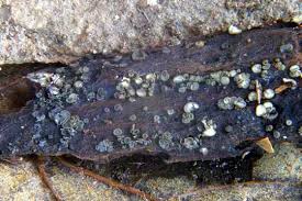 Attēlu rezultāti vaicājumam “Mollisia cinerea”