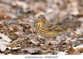 Image result for Anthus trivialis
