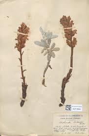 Attēlu rezultāti vaicājumam “Barbula convoluta sporophyte”