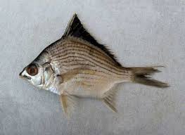 Image result for Eugerres plumieri