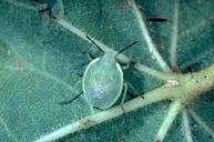 Attēlu rezultāti vaicājumam “Lygus nymph nymph”