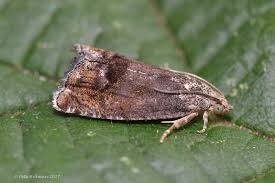 Attēlu rezultāti vaicājumam “Cydia splendana”