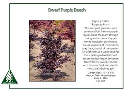 Attēlu rezultāti vaicājumam “Fagus sylvatica fo. purpurea fruit”