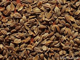 Attēlu rezultāti vaicājumam “Daucus sativus”