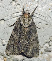 Attēlu rezultāti vaicājumam “Acronicta rumicis”