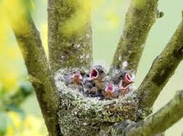 Attēlu rezultāti vaicājumam “Fringilla coelebs nest”