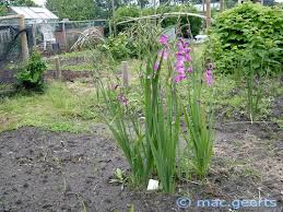 Attēlu rezultāti vaicājumam “Gladiolus imbricatus”
