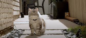 Image result for invisible cat