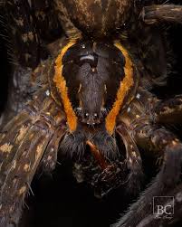 Attēlu rezultāti vaicājumam “Pisauridae”