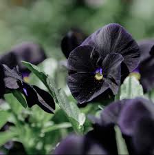 Attēlu rezultāti vaicājumam “Viola x williamsii flower”