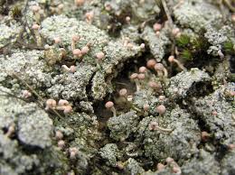 Attēlu rezultāti vaicājumam “Dibaeis baeomyces”