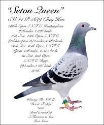 Image result for Abbeyton & Broomfield Racing Pigeons