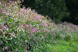 Image result for Impatiens glandulifera