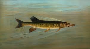 Image result for Aplodinotus grunniens