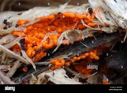 Attēlu rezultāti vaicājumam “Dacrymyces stillatus”