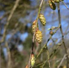 Attēlu rezultāti vaicājumam “Carpinus betulus fruit”