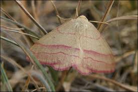 Attēlu rezultāti vaicājumam “Rhodostrophia vibicaria”