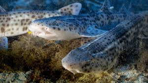 Image result for Scyliorhinus stellaris