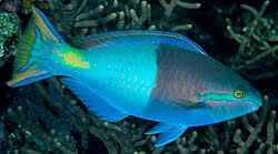 Image result for Scarus zelindae