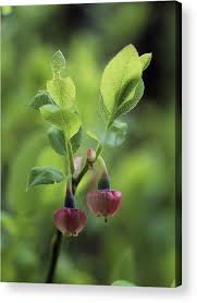 Attēlu rezultāti vaicājumam “Vaccinium myrtillus flower”