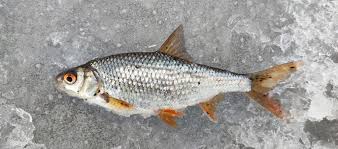 Image result for Rutilus caspicus