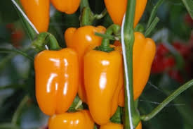 Afbeeldingsresultaat voor baby yellow sweet pepper