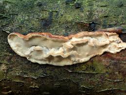 Attēlu rezultāti vaicājumam “Trametes ochracea”