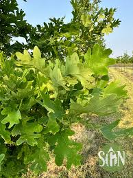 Attēlu rezultāti vaicājumam “Quercus”