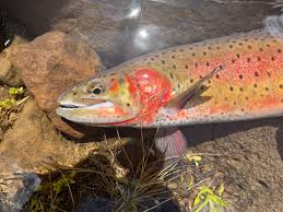 Image result for Oncorhynchus