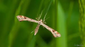 Attēlu rezultāti vaicājumam “Platyptilia sp.”