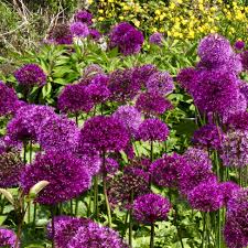 Attēlu rezultāti vaicājumam “Allium holandicum flower”