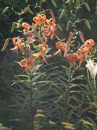 Attēlu rezultāti vaicājumam “Lilium lancifolium flower”