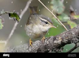 Image result for Phylloscopus schwarzi