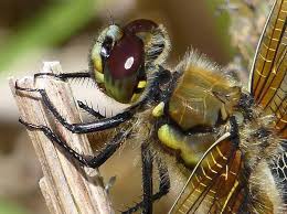Attēlu rezultāti vaicājumam “Libellula quadrimaculata larva”