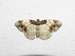 Attēlu rezultāti vaicājumam “Ligdia adustata”