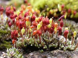 Attēlu rezultāti vaicājumam “Bryum neodamense”