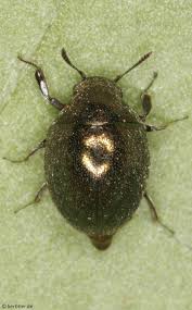 Attēlu rezultāti vaicājumam “Byrrhidae”