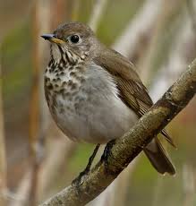 Image result for Catharus minimus