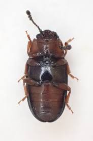 Attēlu rezultāti vaicājumam “Triplax russica”