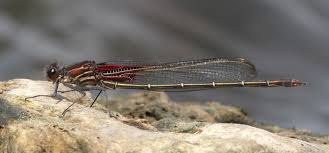 Attēlu rezultāti vaicājumam “Heptagenia sulphurea female”